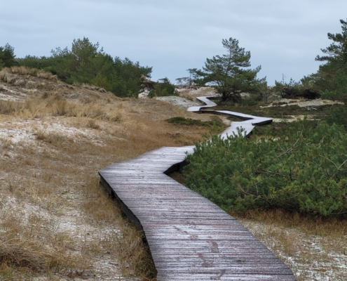 Das Foto ist an einem grauen Wintertag aufgenommen, wahrscheinlich am Meer, denn die typischen WIndflüchter-Kiefern sind auf einem Dünenweg zu sehen. Es liegt eine hauchdünne Schicht Schnee über dem Holzbohlenweg, der sich in Richtung Horizont schlengelt, aber auch über im Sand zwischen den Gräsern sind weiße Flecken von Schnee zu erahnen.
