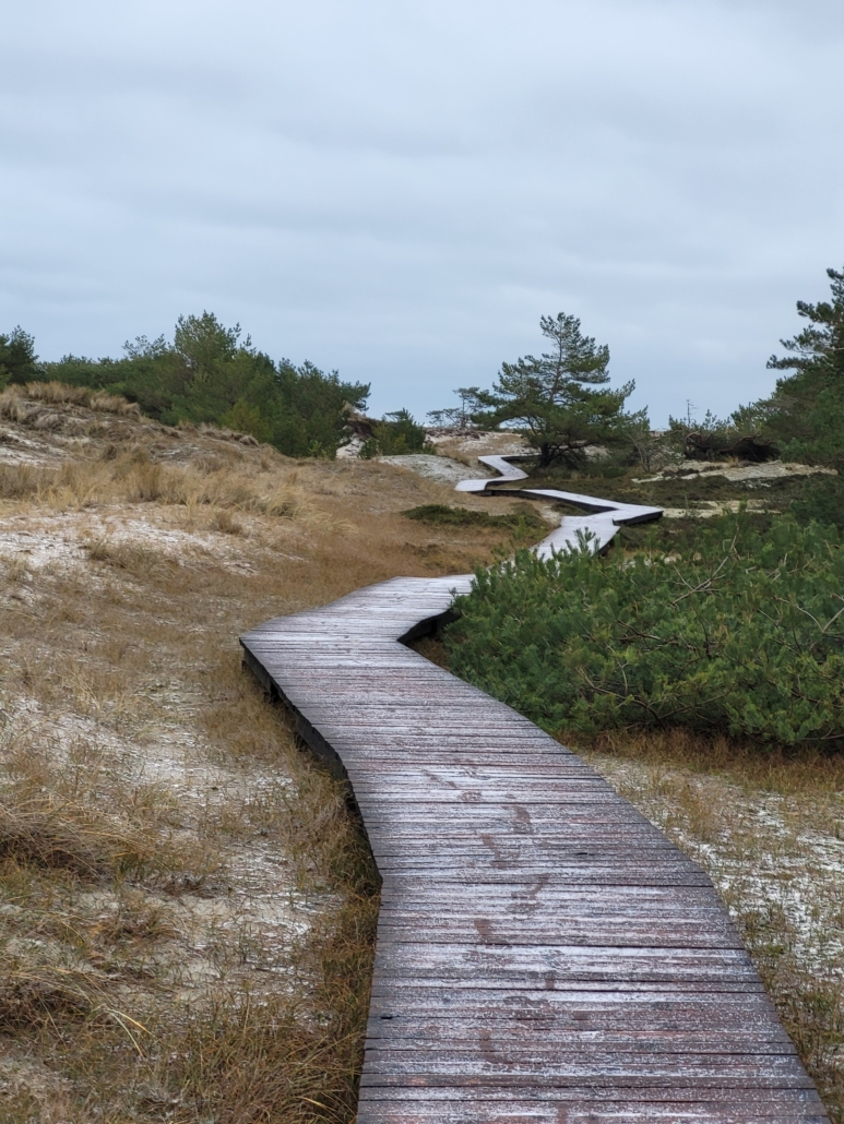 Das Foto ist an einem grauen Wintertag aufgenommen, wahrscheinlich am Meer, denn die typischen WIndflüchter-Kiefern sind auf einem Dünenweg zu sehen. Es liegt eine hauchdünne Schicht Schnee über dem Holzbohlenweg, der sich in Richtung Horizont schlengelt, aber auch über im Sand zwischen den Gräsern sind weiße Flecken von Schnee zu erahnen.